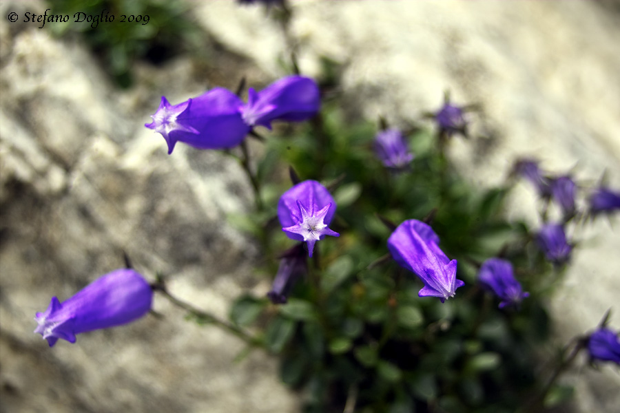 Campanula zoysii / Campanula di Zoys